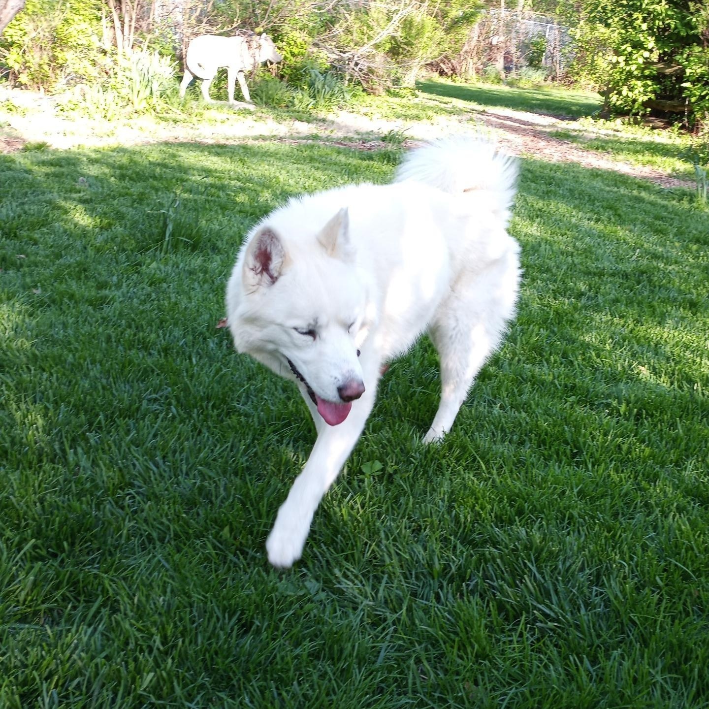 LUKA (Lucio), Adoptable, Adult Male Siberian Husky.