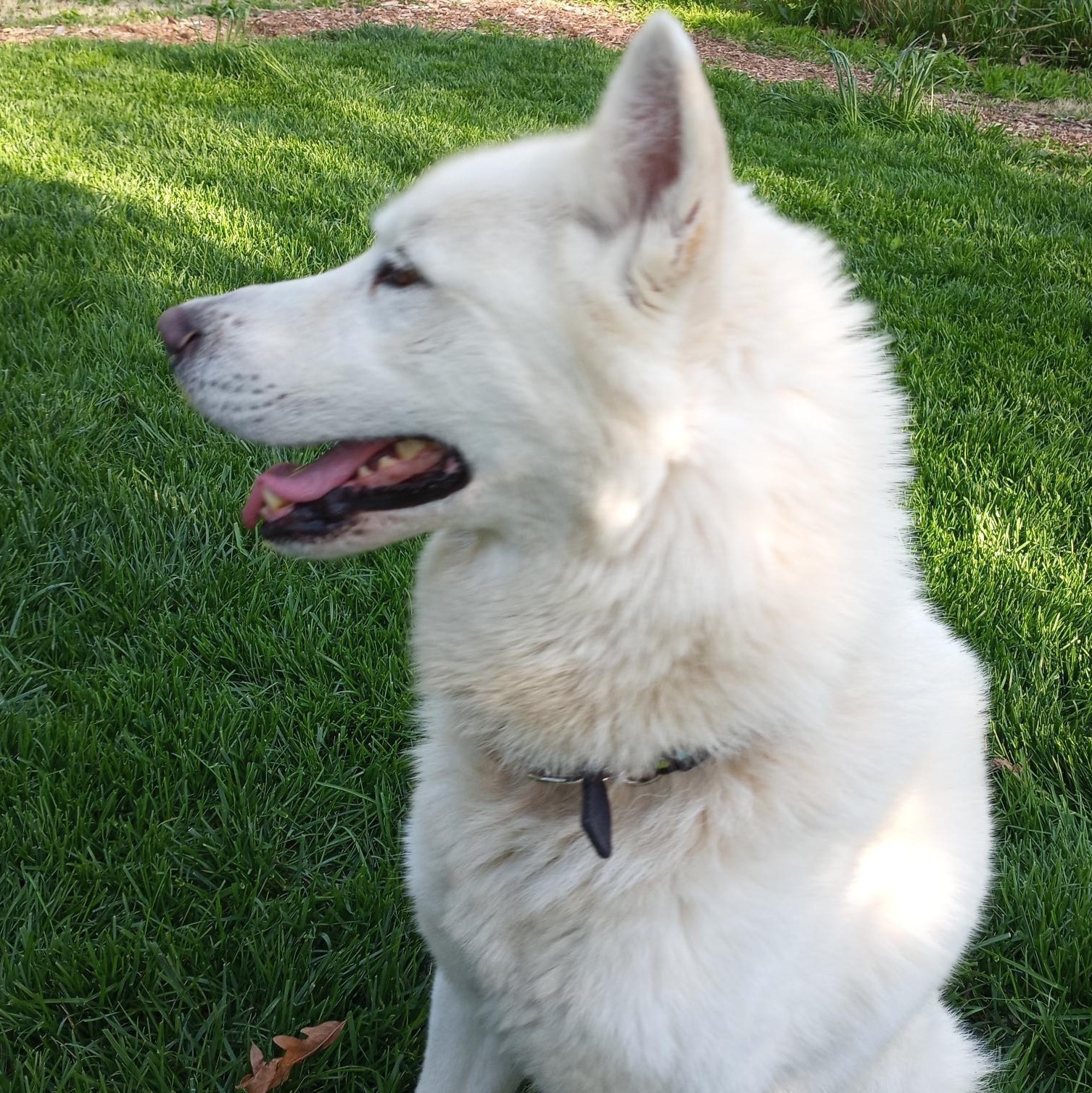 Enlarge LUKA (Lucio), a Adoptable Siberian Husky in Romeoville, IL image 4/6