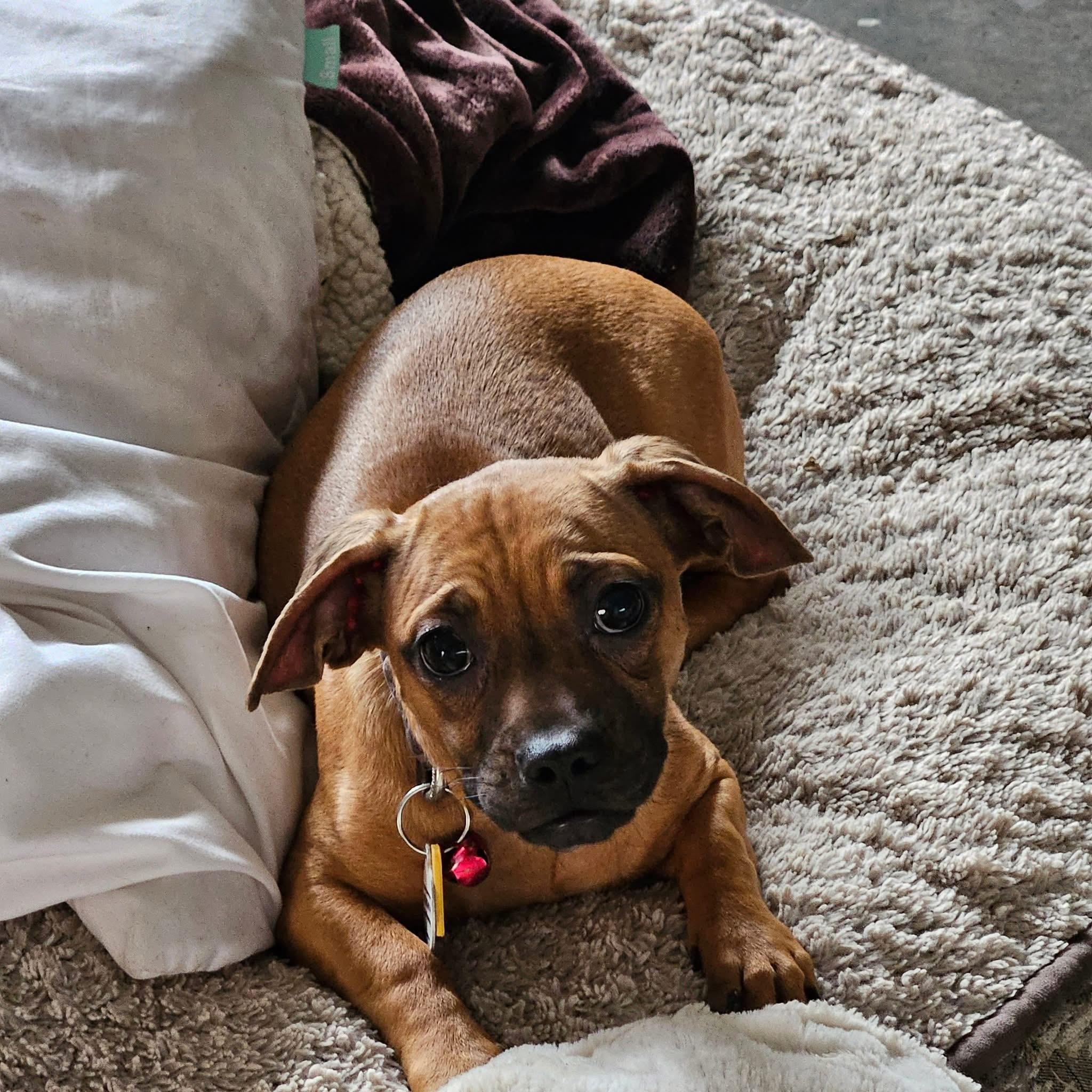 Honeysuckle, a Adoptable mixed breed in clayton , CA image 2/5