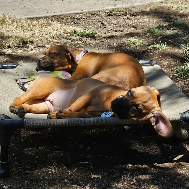 Honeysuckle, a Adoptable mixed breed in clayton , CA image 4/5