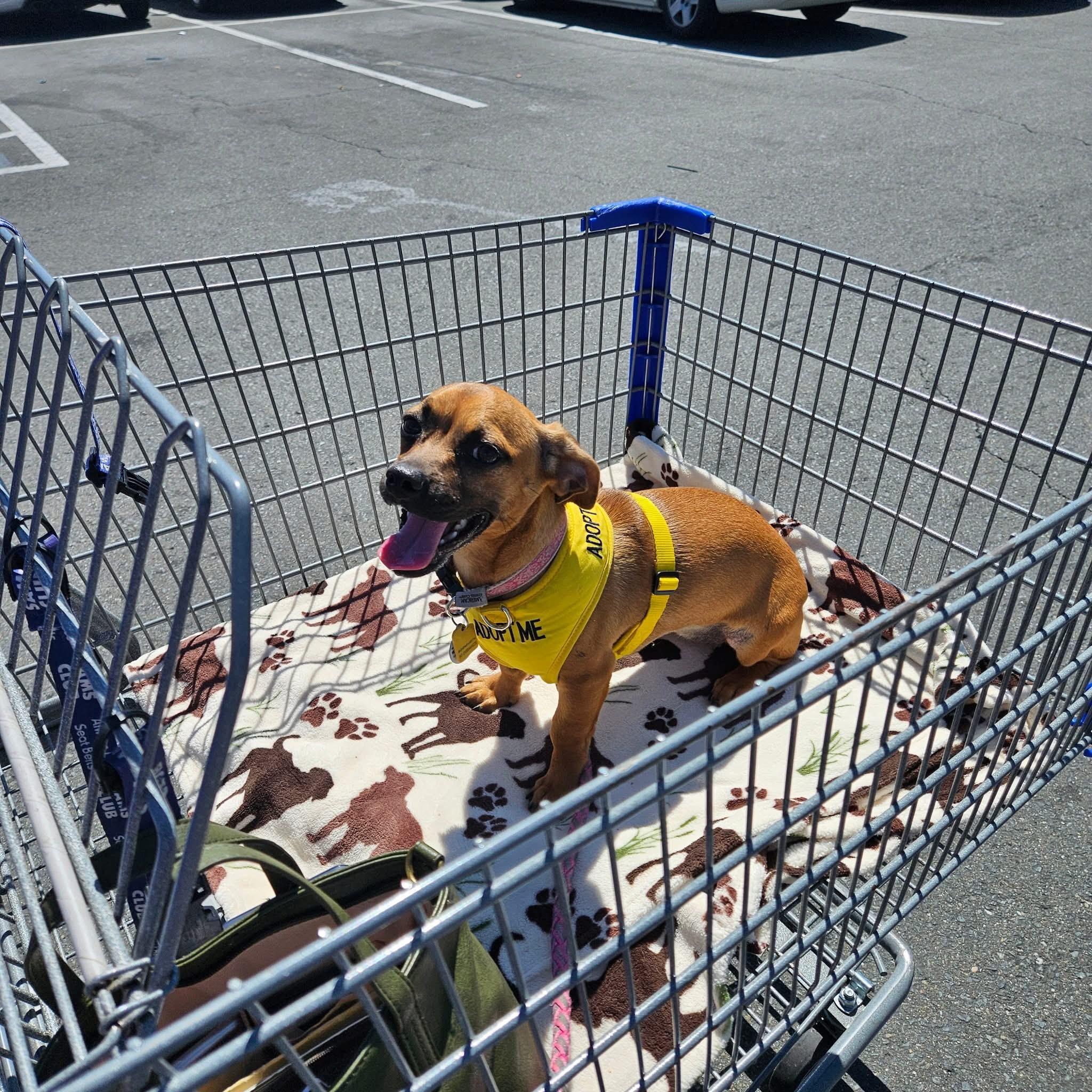 Honeysuckle, Adoptable, Puppy Female Basset Hound & Dachshund.