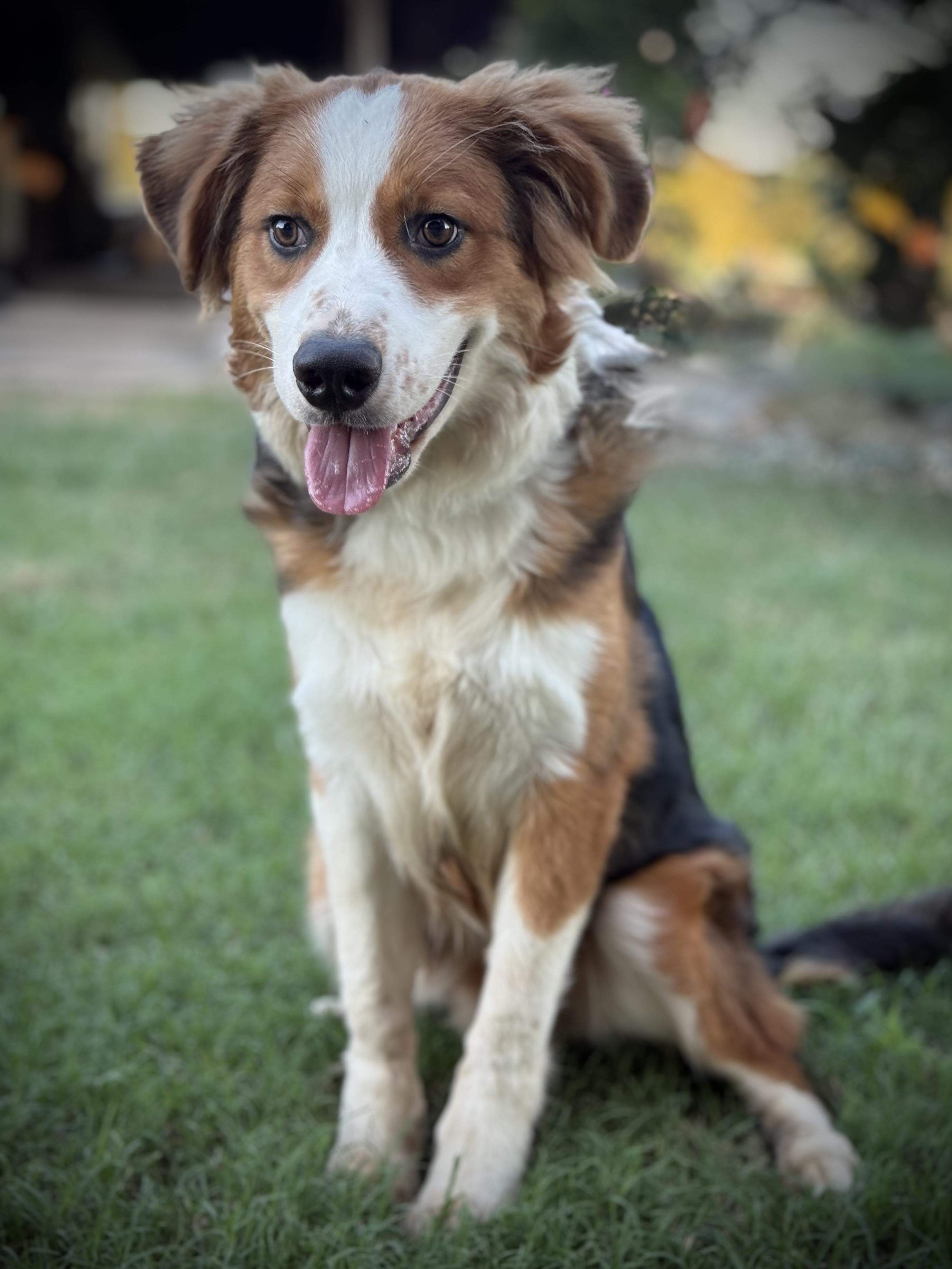 Major, Adoptable, Young Male Australian Shepherd.