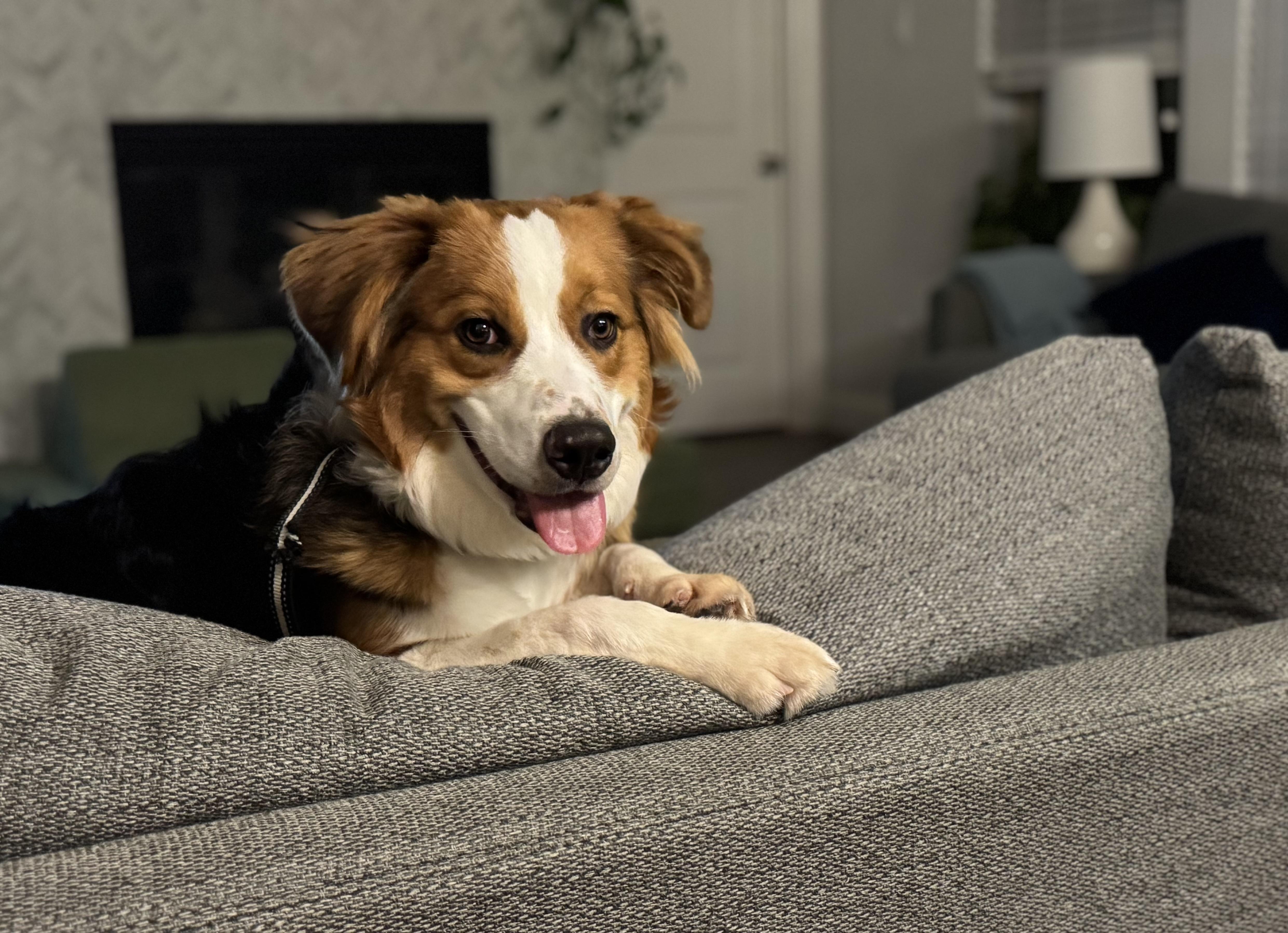 Major, a Adoptable Australian Shepherd in Coppell, TX image 2/3