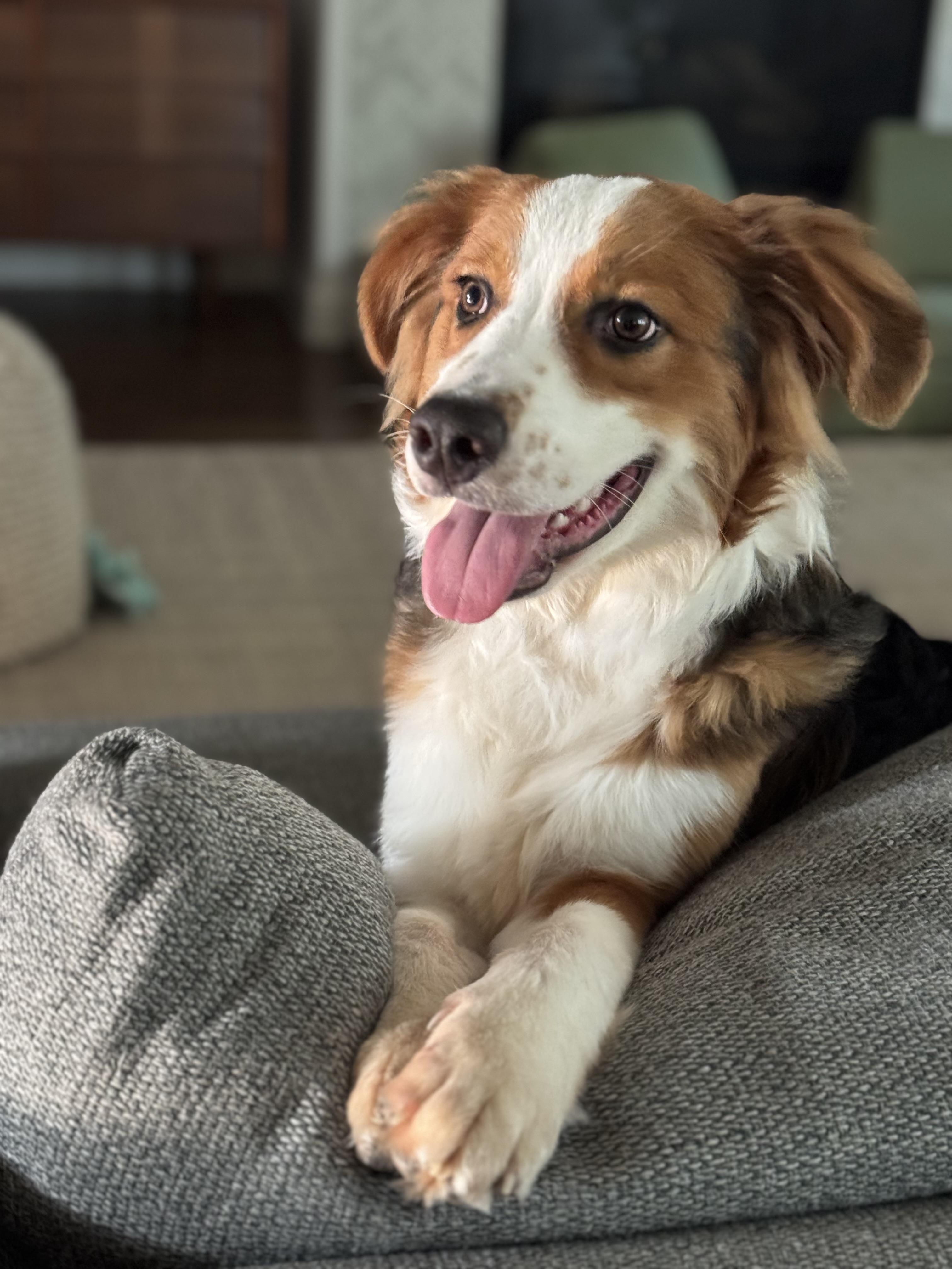 Major, a Adoptable Australian Shepherd in Coppell, TX image 3/3