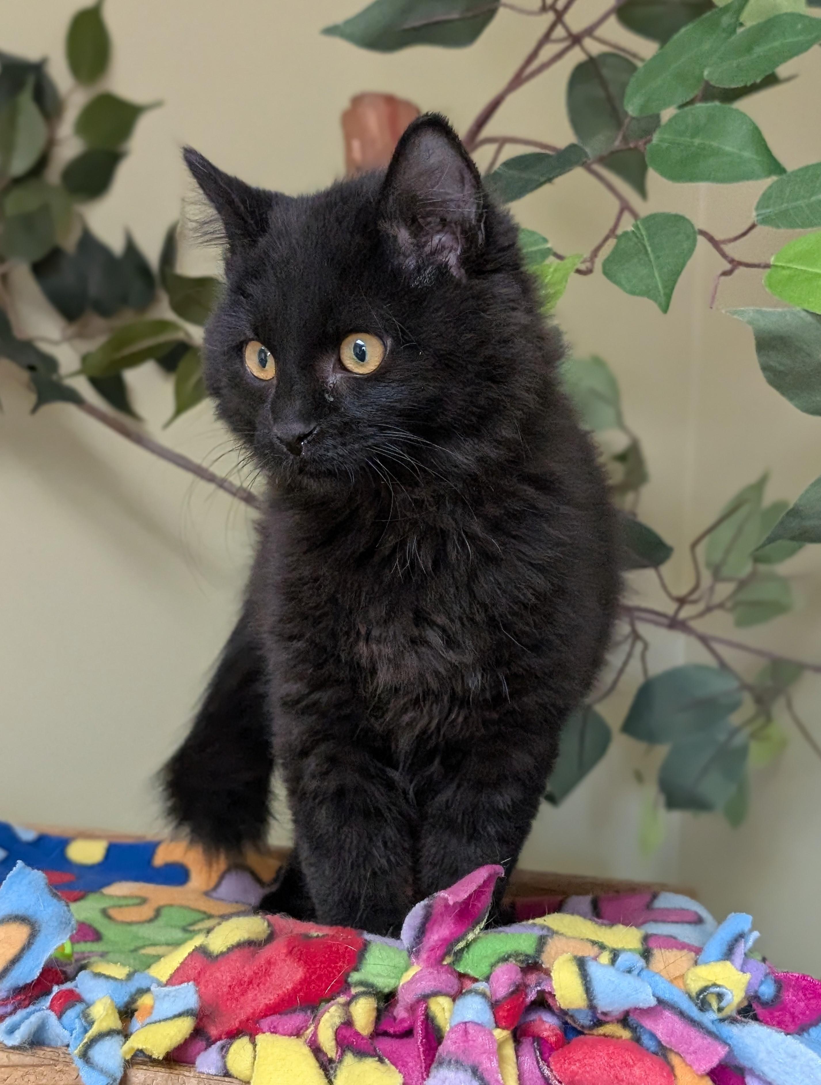 Enlarge Asher, an adoptable Domestic Long Hair in Hastings, NE image 2/4