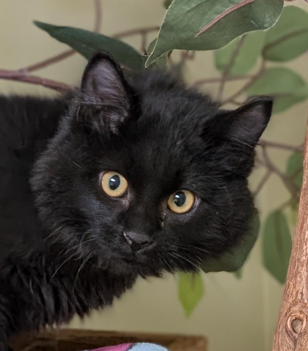 Asher, adoptable, Young Male Domestic Long Hair.