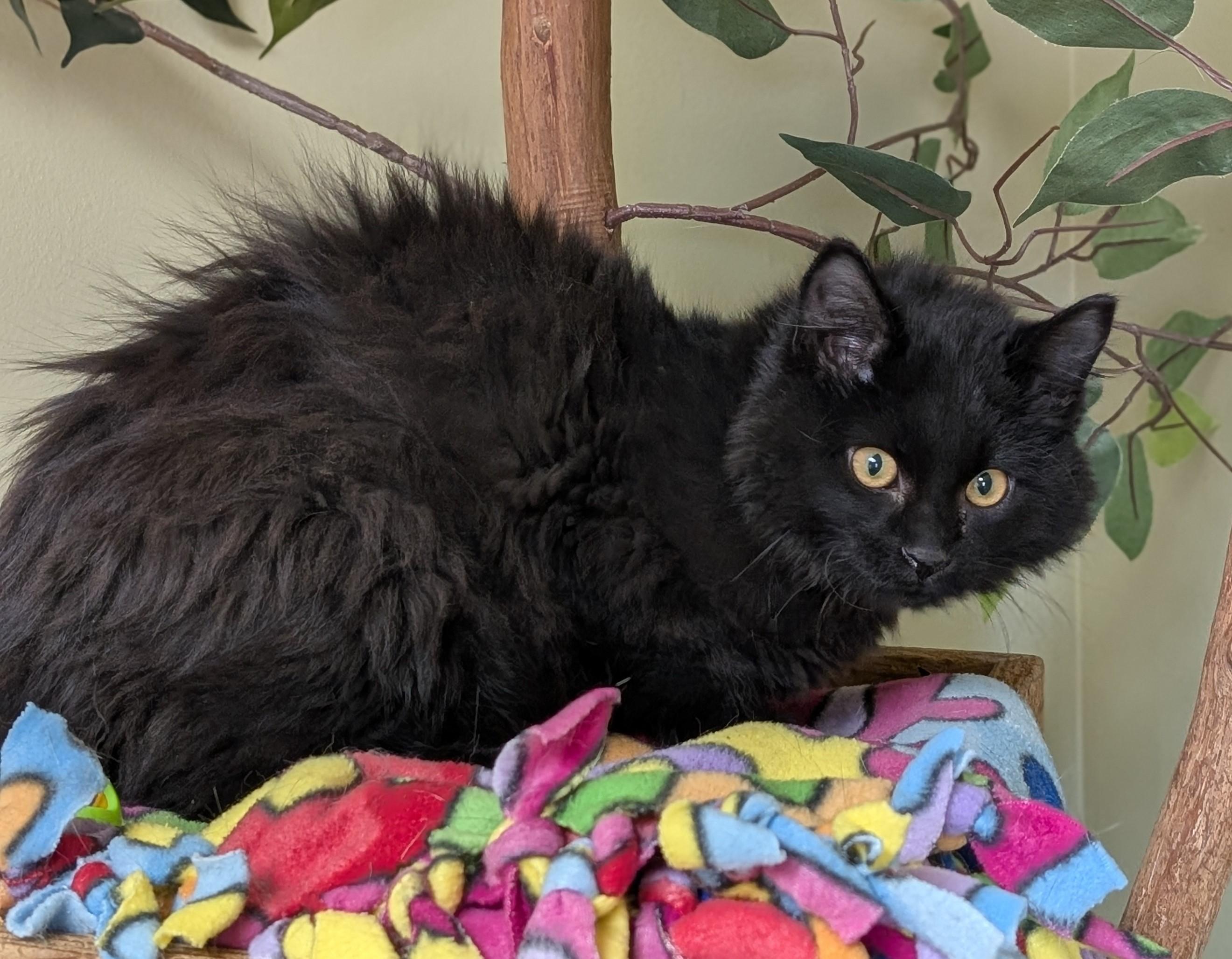 Enlarge Asher, an adoptable Domestic Long Hair in Hastings, NE image 4/4