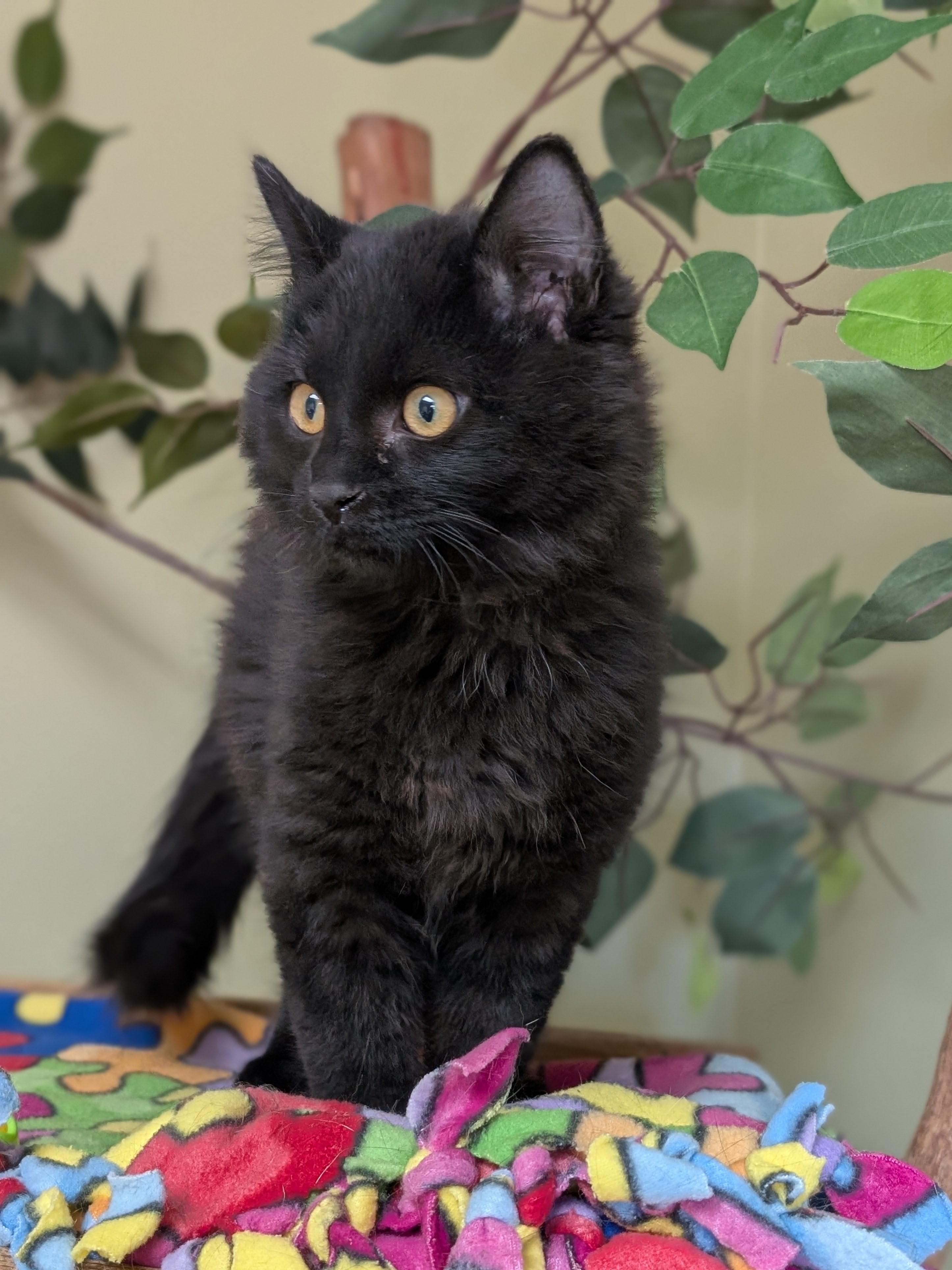 Enlarge Asher, an adoptable Domestic Long Hair in Hastings, NE image 3/4