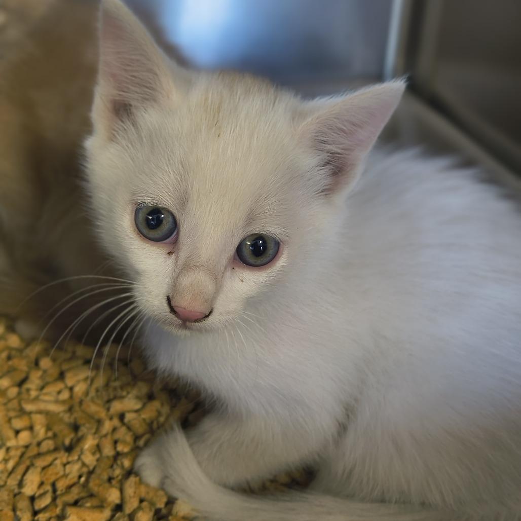 Sunny, Adoptable, Kitten Male Domestic Medium Hair.