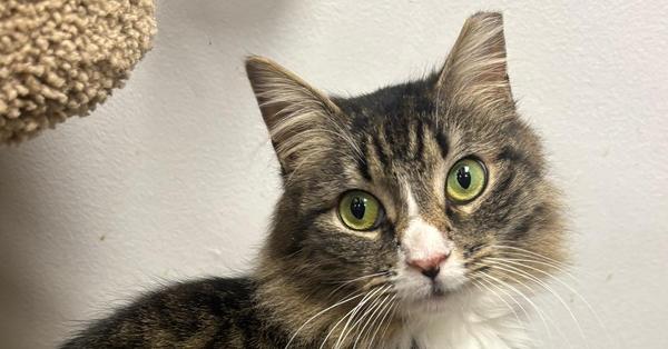 Georgia, Adoptable, Adult Female Domestic Medium Hair.