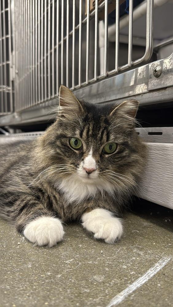 Georgia, a Adoptable mixed breed in Pittstown, NJ image 2/2