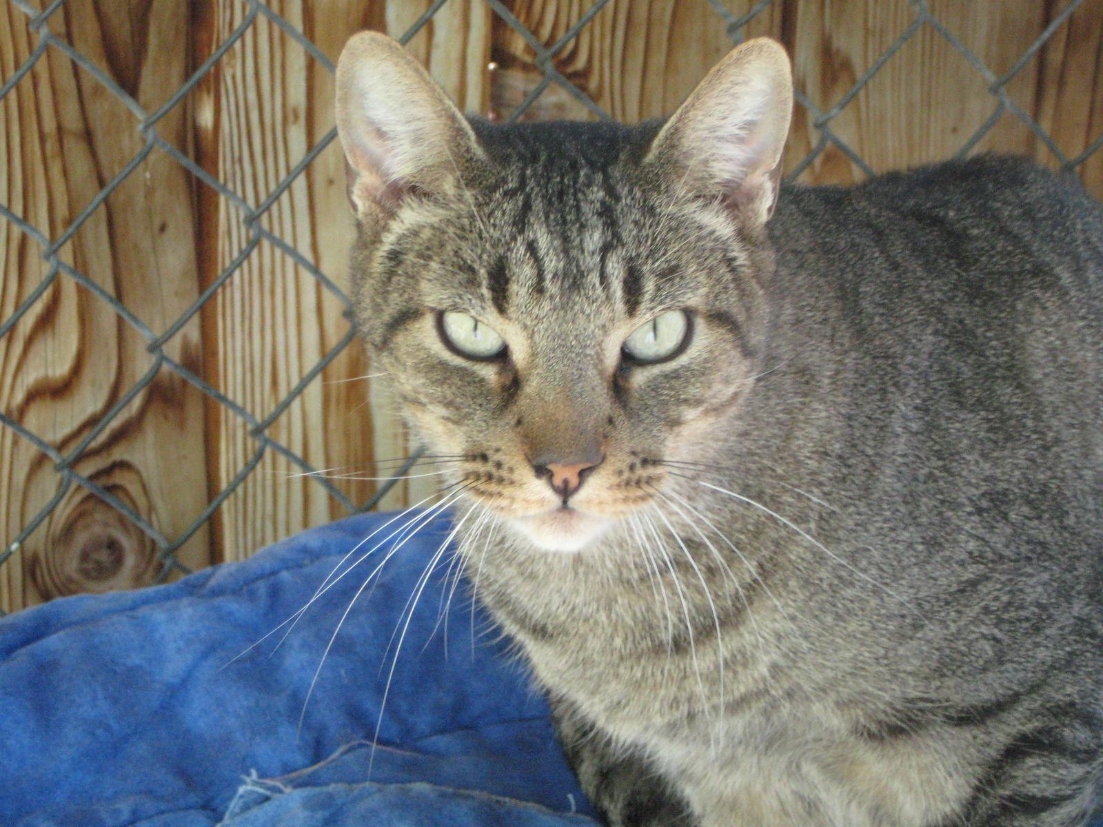Enlarge Tigger, a Adoptable Domestic Short Hair in Littlerock, CA image 1/3