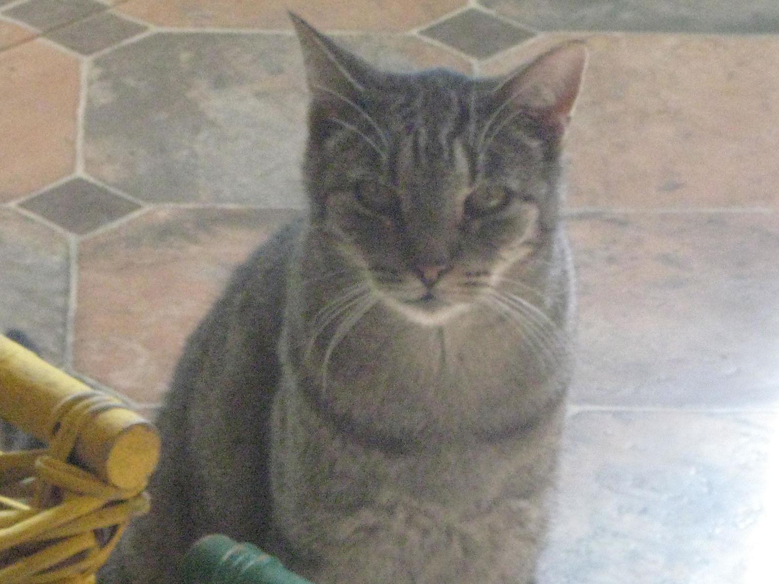 Enlarge Tigger, a Adoptable Domestic Short Hair in Littlerock, CA image 2/3