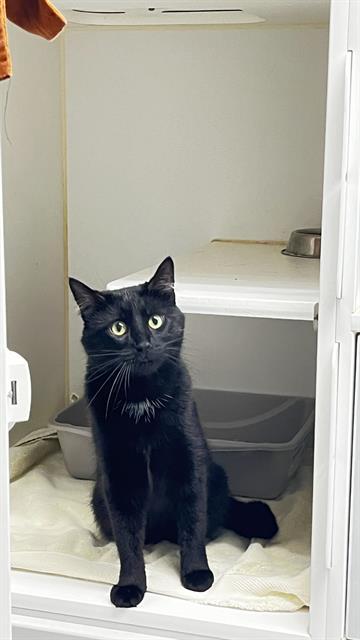 Enlarge OCEAN, a Adoptable Domestic Short Hair in Charlotte, NC image 1/1