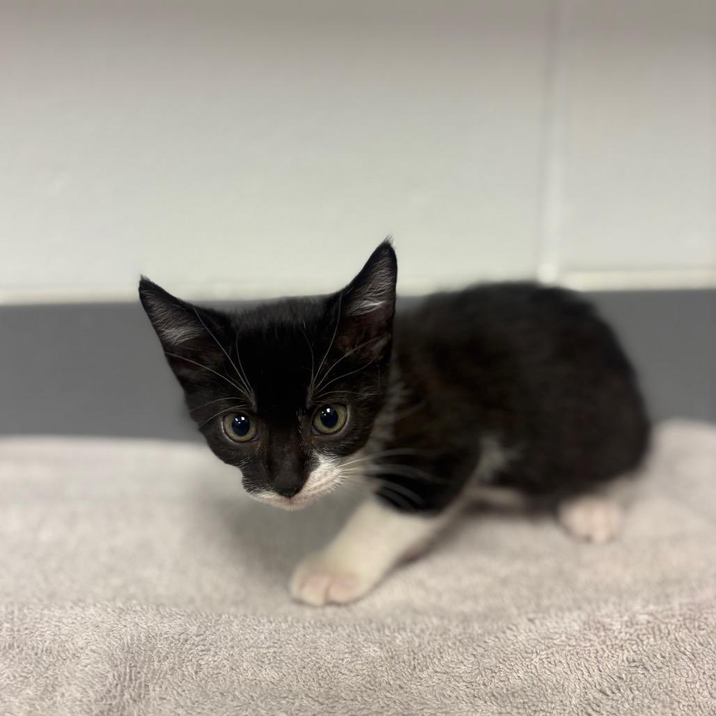 Oopsey, Adoptable, Kitten Male Domestic Short Hair.