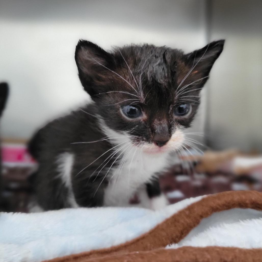 Enlarge Oopsey, a Adoptable Domestic Short Hair in Sarasota, FL image 2/3