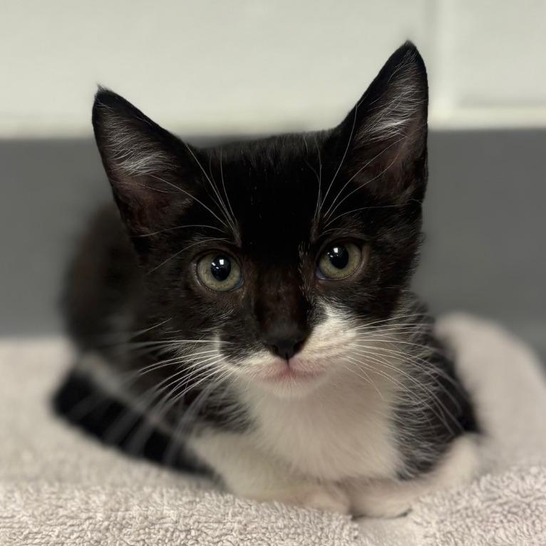 Enlarge Oopsey, a Adoptable Domestic Short Hair in Sarasota, FL image 3/3