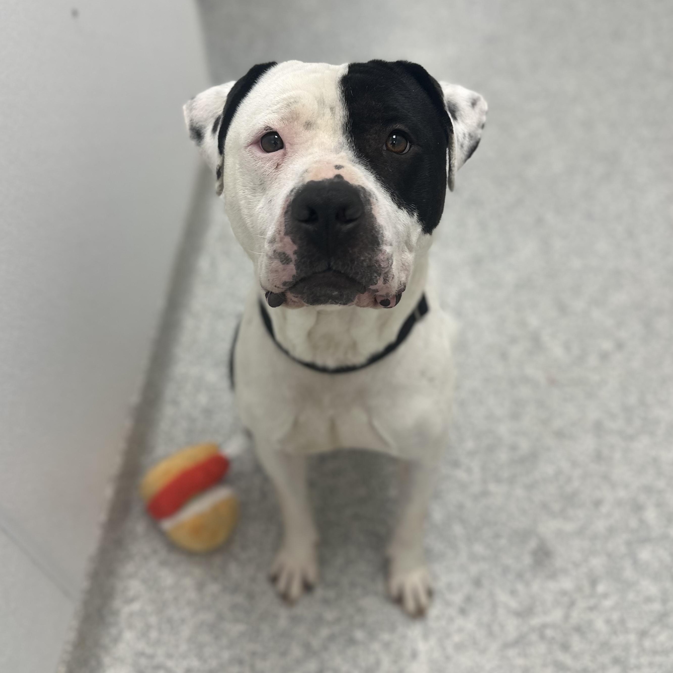 Mr. Smith, Adult Male Mixed Breed