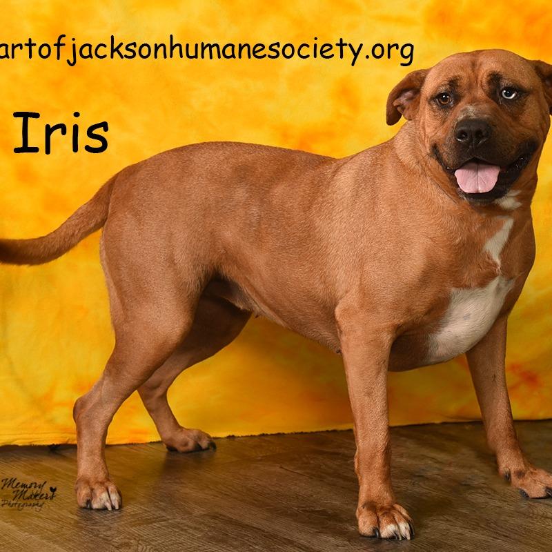 Enlarge IRIS, a Adoptable mixed breed in Holton, KS image 1/6