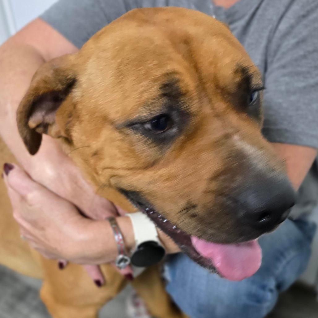 Enlarge IRIS, a Adoptable mixed breed in Holton, KS image 2/5