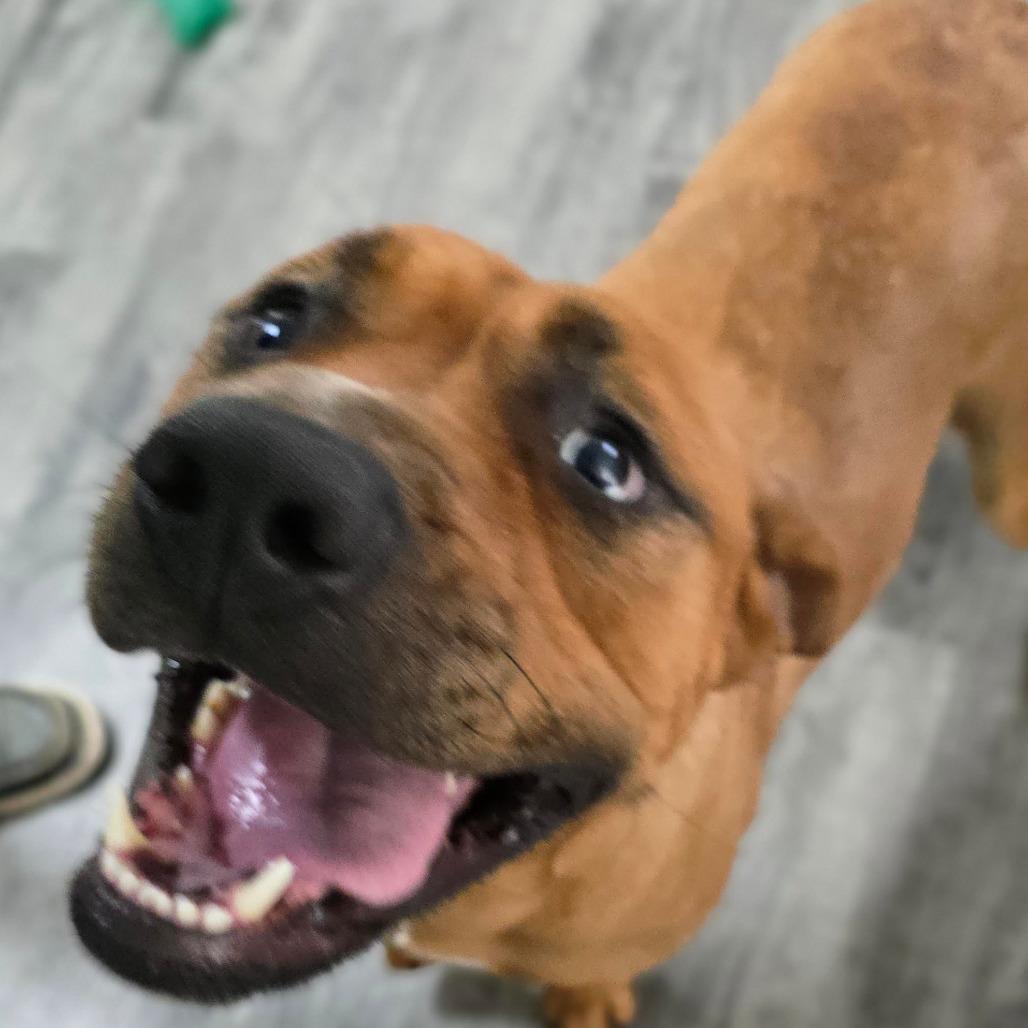 Enlarge IRIS, a Adoptable mixed breed in Holton, KS image 3/5