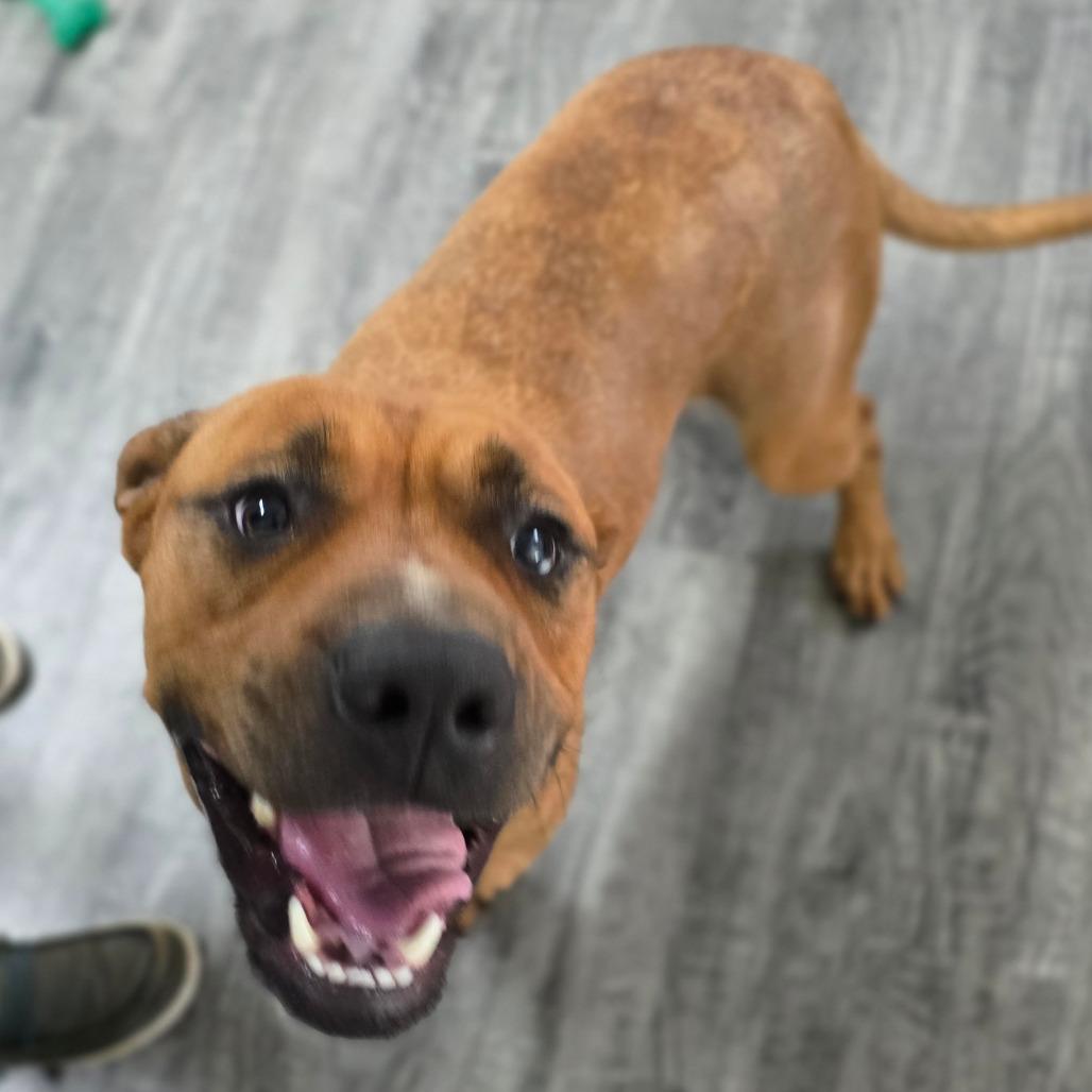 Enlarge IRIS, a Adoptable mixed breed in Holton, KS image 4/5