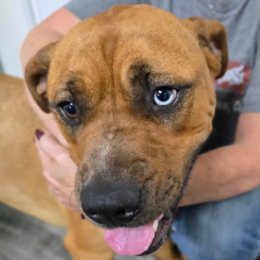 Enlarge IRIS, a Adoptable mixed breed in Holton, KS image 5/5