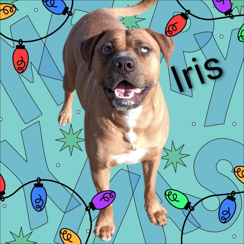 IRIS, Adoptable, Adult Female Black Mouth Cur & Rhodesian Ridgeback.