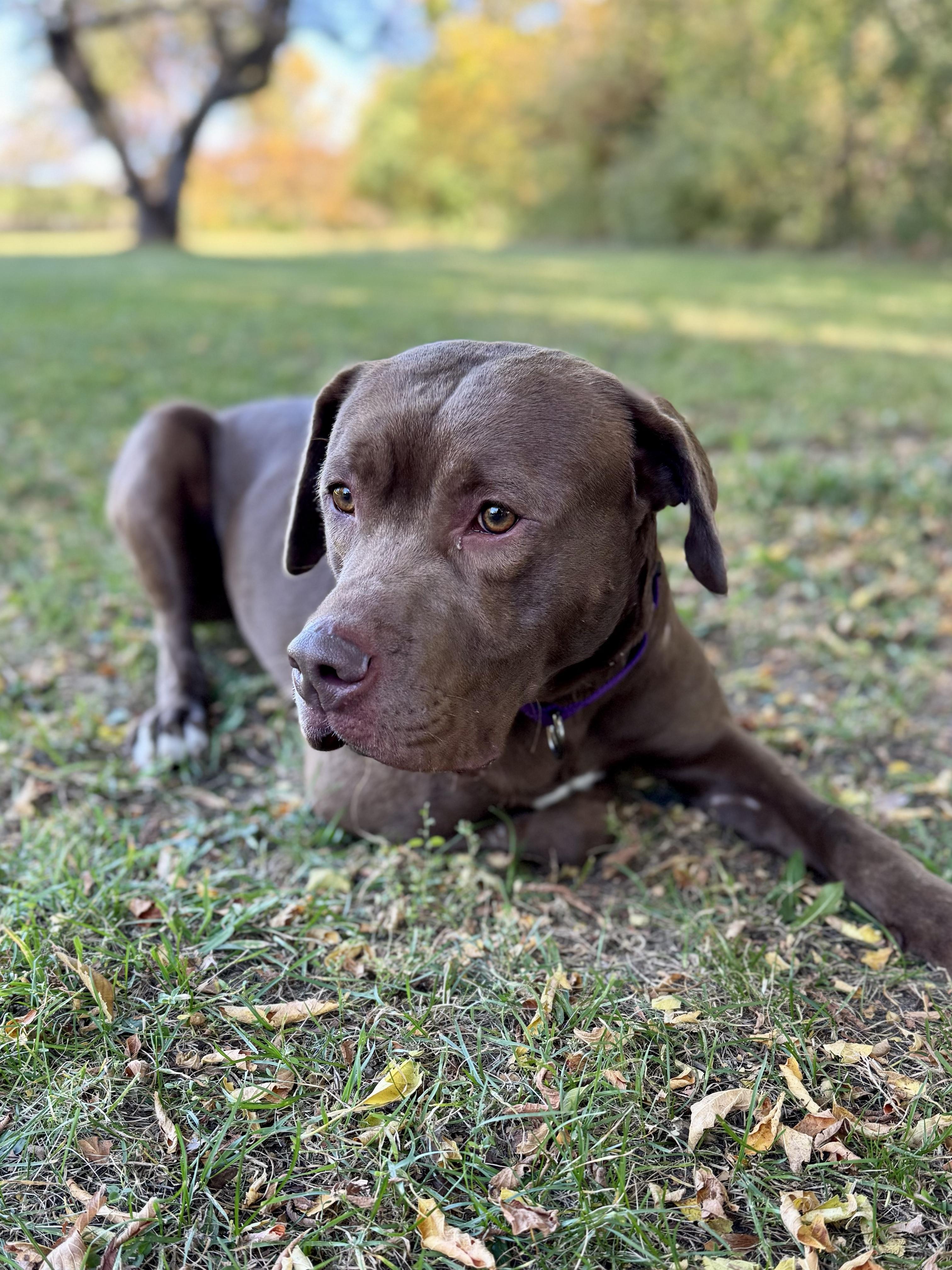 Enlarge Roo, a Adopted Mixed Breed in Midland, MI image 2/6