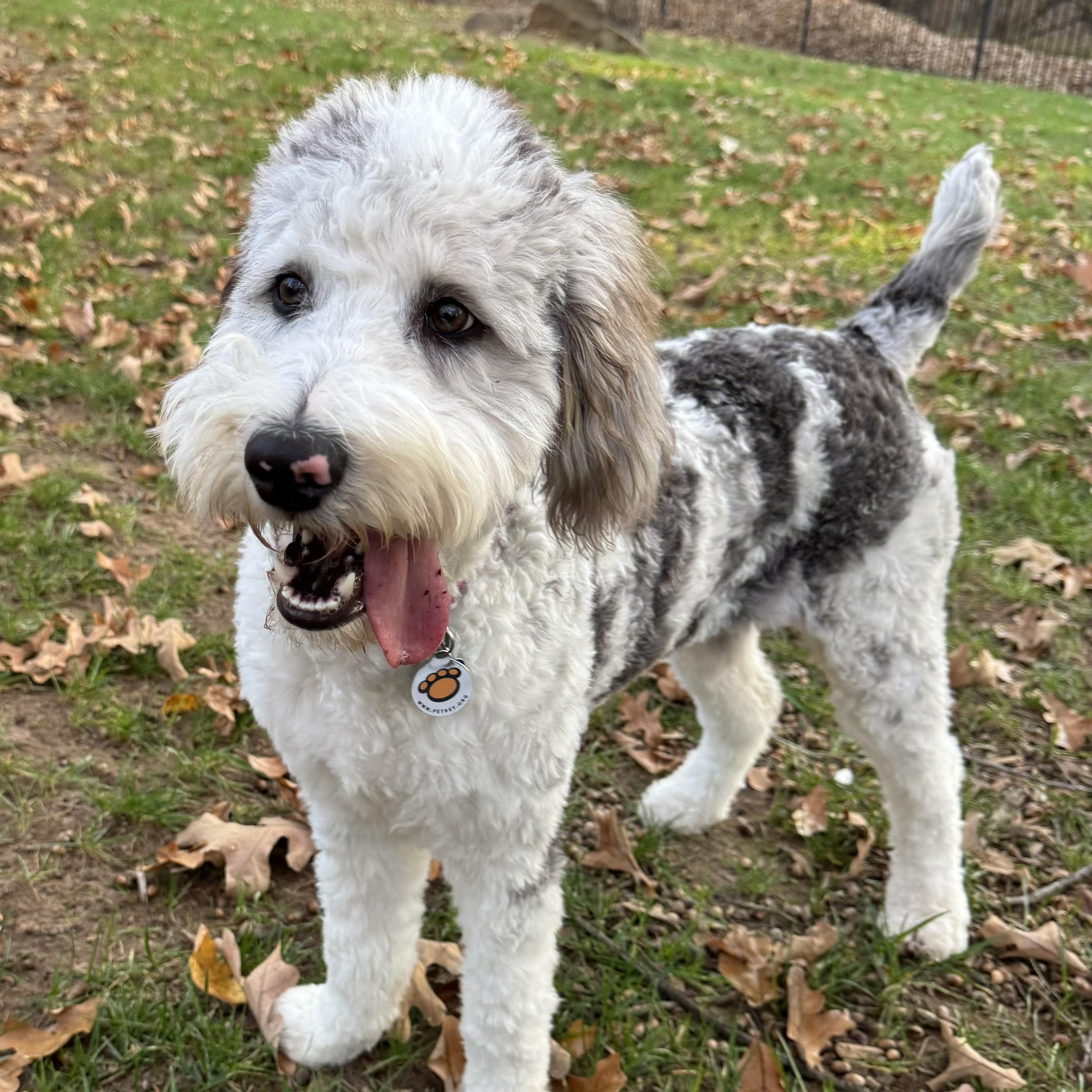 JUNIE-OKLAHOMA, an adoptable Aussiedoodle in JENKS, OK, 74037 | Photo Image 2