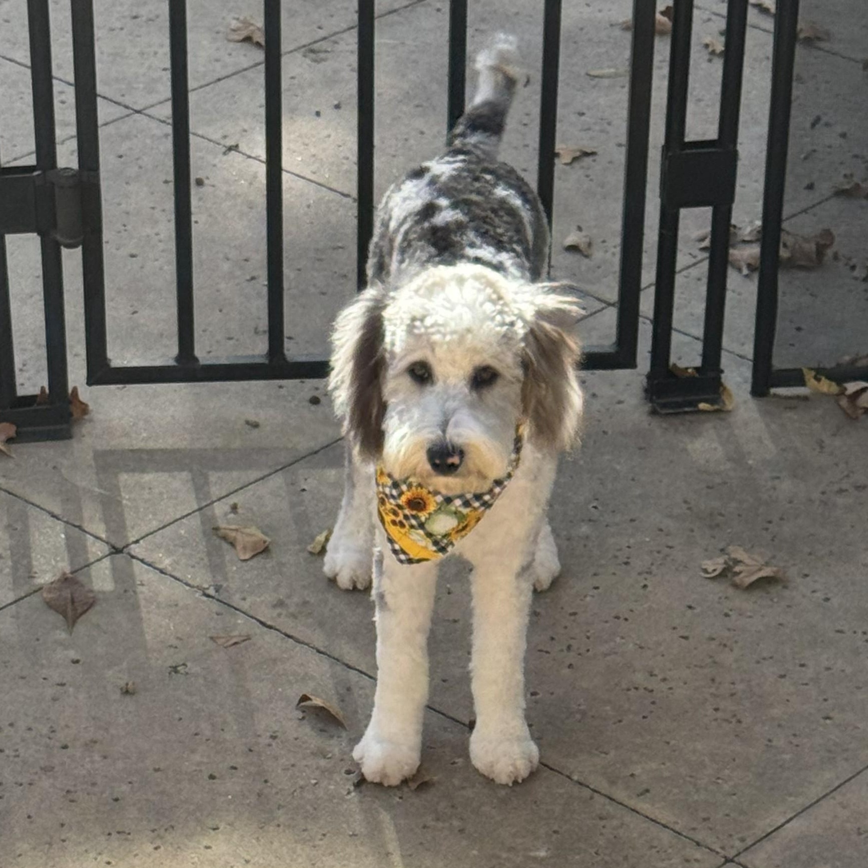 Enlarge JUNIE-OKLAHOMA, a Adoptable Aussiedoodle in JENKS, OK image 2/6