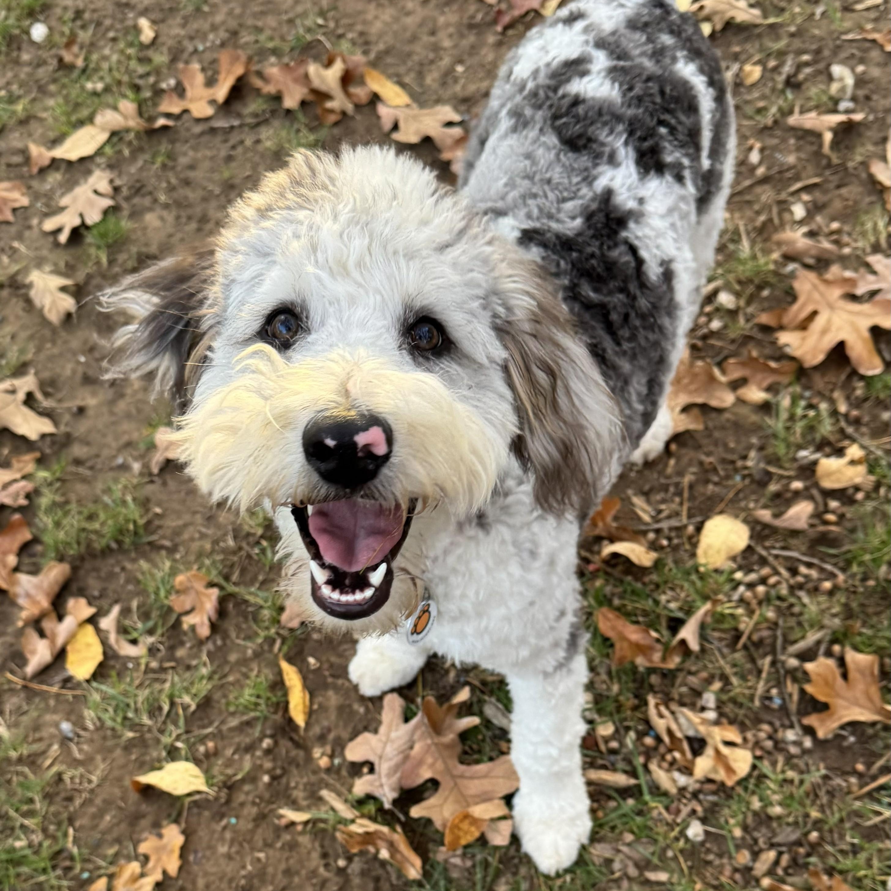 JUNIE-OKLAHOMA, an adoptable Aussiedoodle in JENKS, OK, 74037 | Photo Image 1