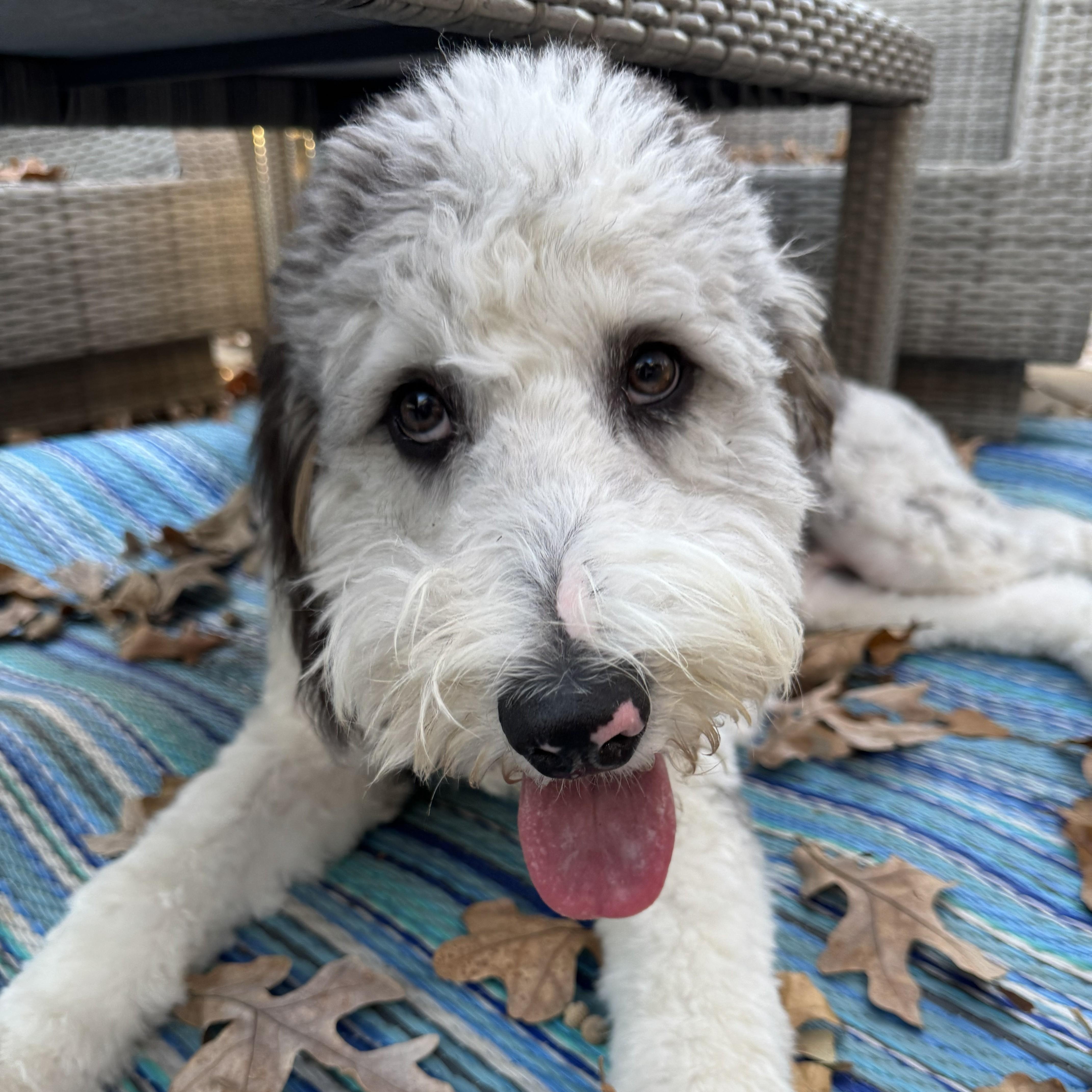 Enlarge JUNIE-OKLAHOMA, a Adoptable Aussiedoodle in JENKS, OK image 4/6