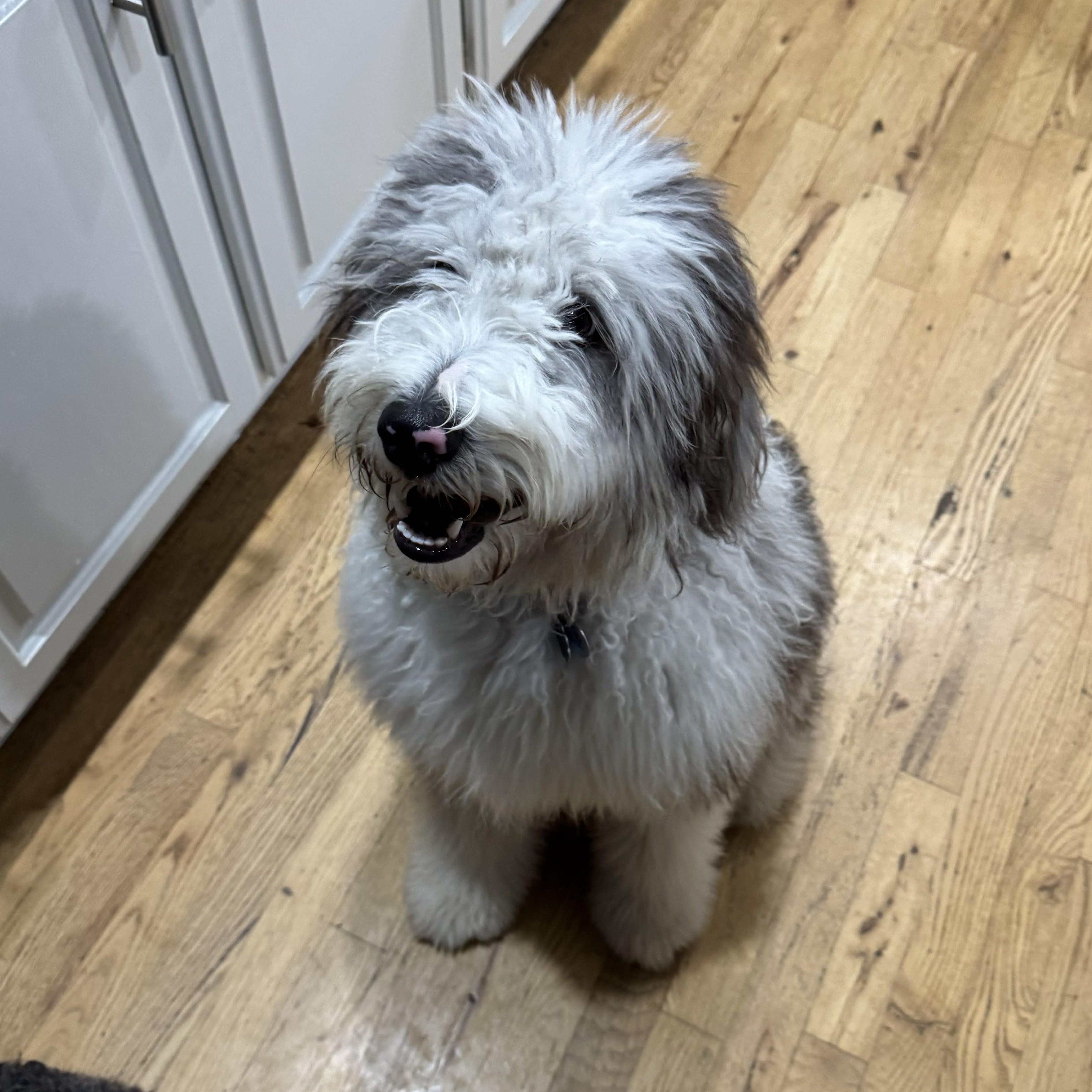 Enlarge JUNIE-OKLAHOMA, a Adoptable Aussiedoodle in JENKS, OK image 5/6