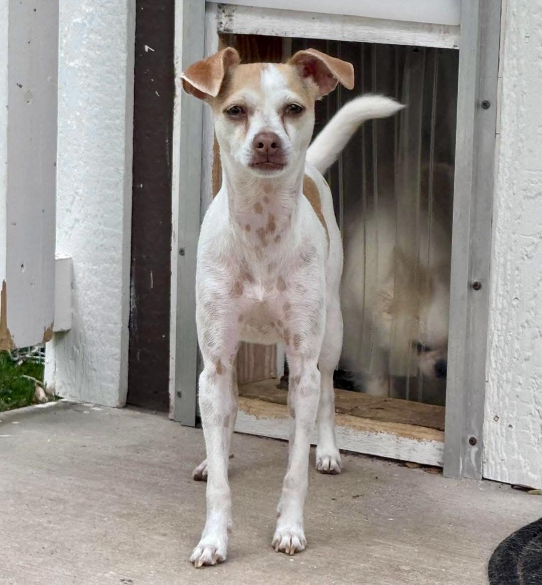 Missy, ADOPTABLE, Adult Female Chihuahua & Jack Russell Terrier.