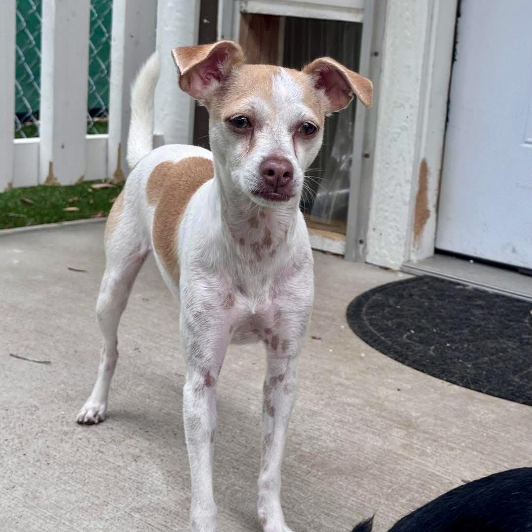 Missy, a ADOPTABLE mixed breed in St Catharines, ON image 2/4