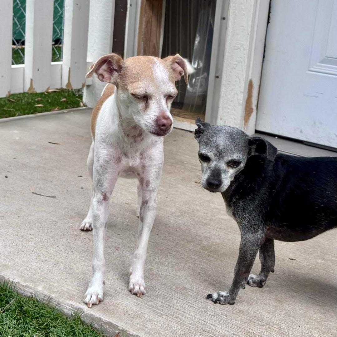Missy, a ADOPTABLE mixed breed in St Catharines, ON image 4/4
