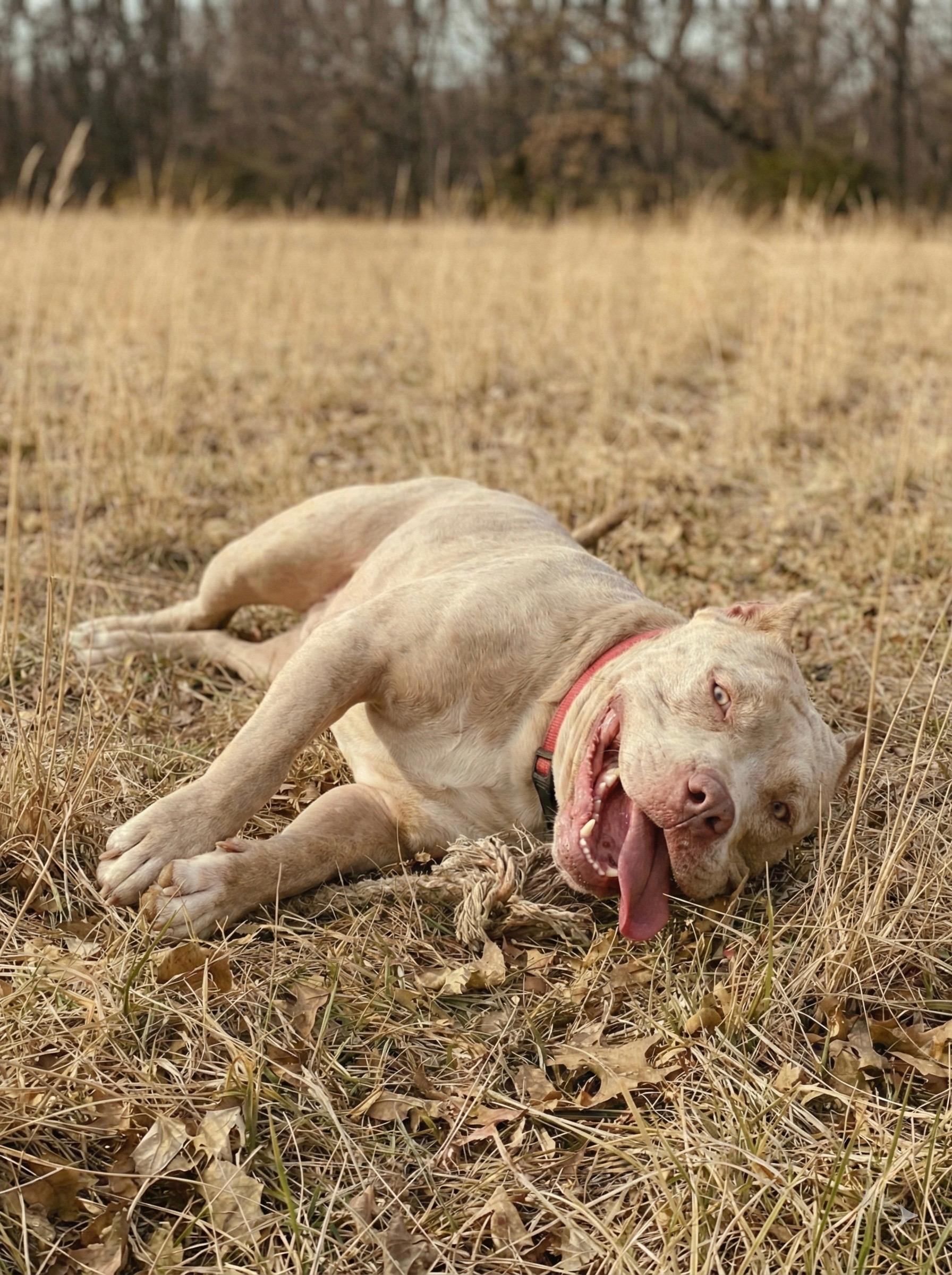 Enlarge Beefcake AKA Thor, an adopted mixed breed in Tulsa, OK image 3/6