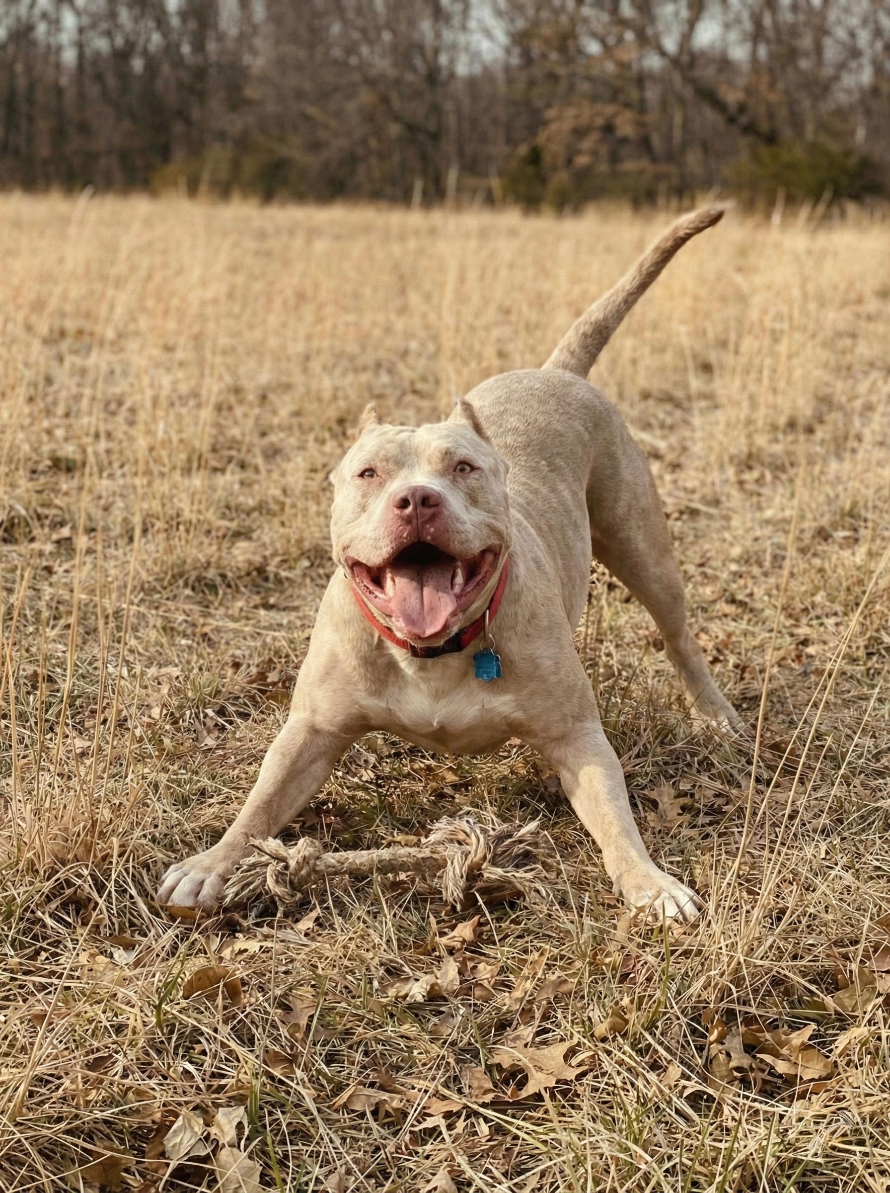 Enlarge Beefcake AKA Thor, an adopted mixed breed in Tulsa, OK image 5/6