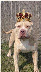 Enlarge Beefcake AKA Thor, an adopted mixed breed in Tulsa, OK image 4/6