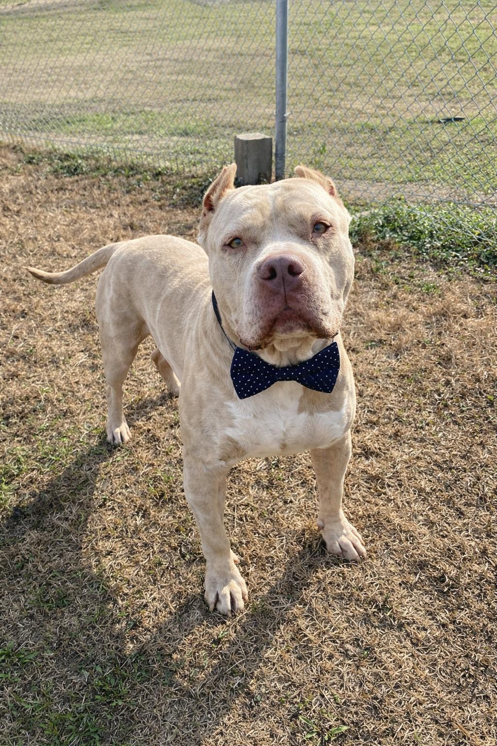 Enlarge Beefcake AKA Thor, an adopted mixed breed in Tulsa, OK image 2/6