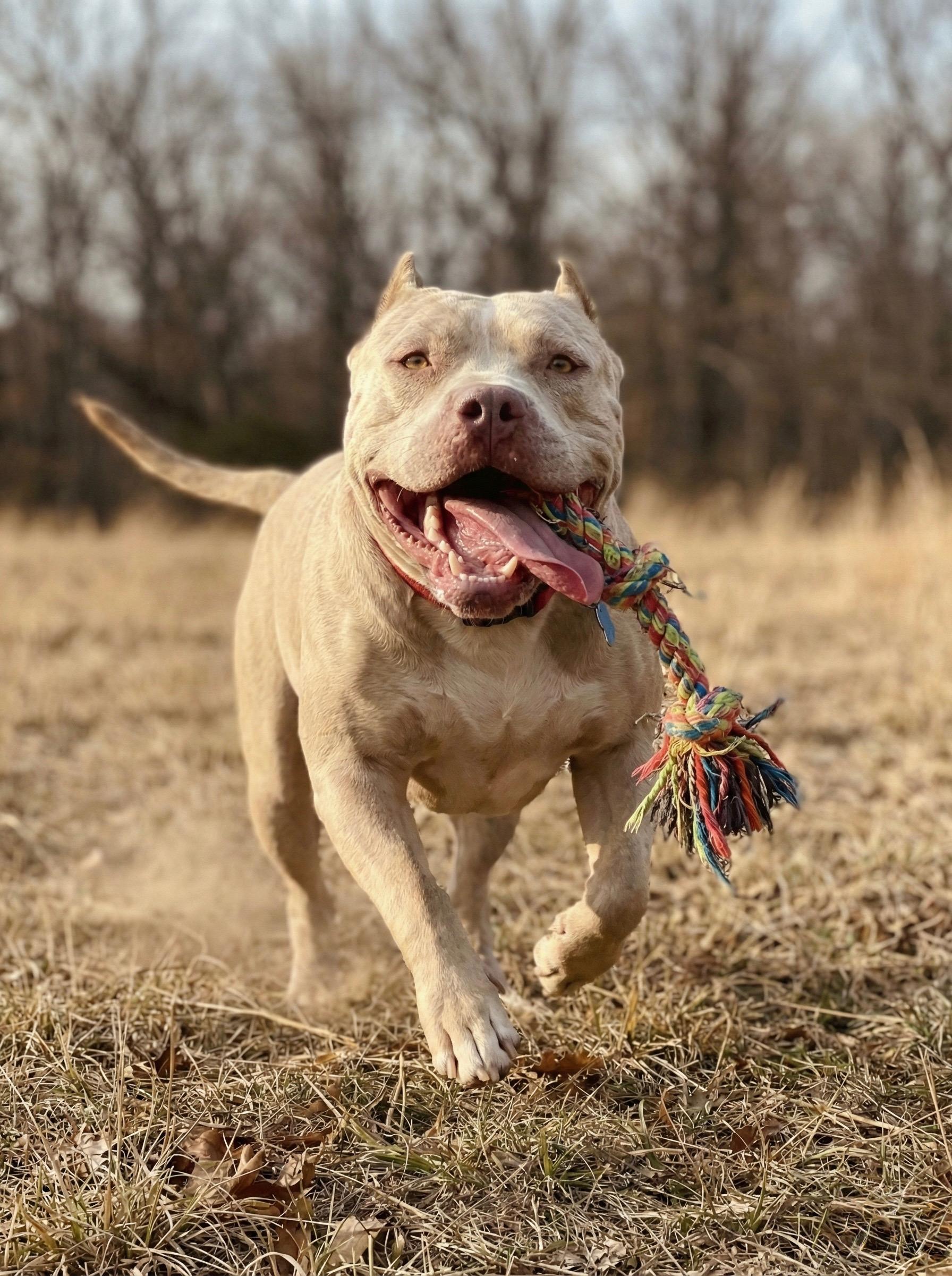 Beefcake AKA Thor, adopted, Adult Male American Bully & Pit Bull Terrier.