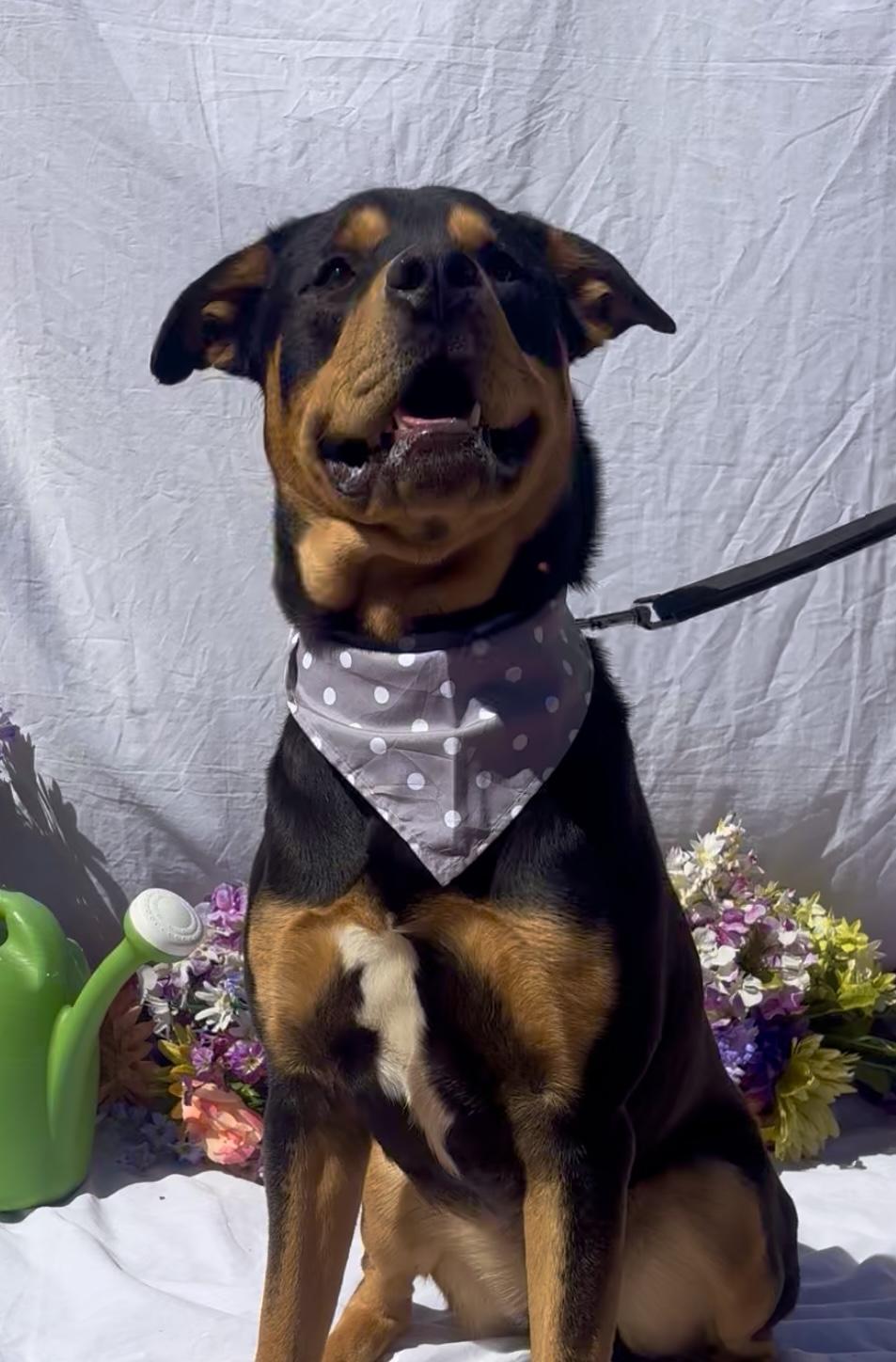 Enlarge Ronnie, an adopted mixed breed in Payson, AZ image 6/6