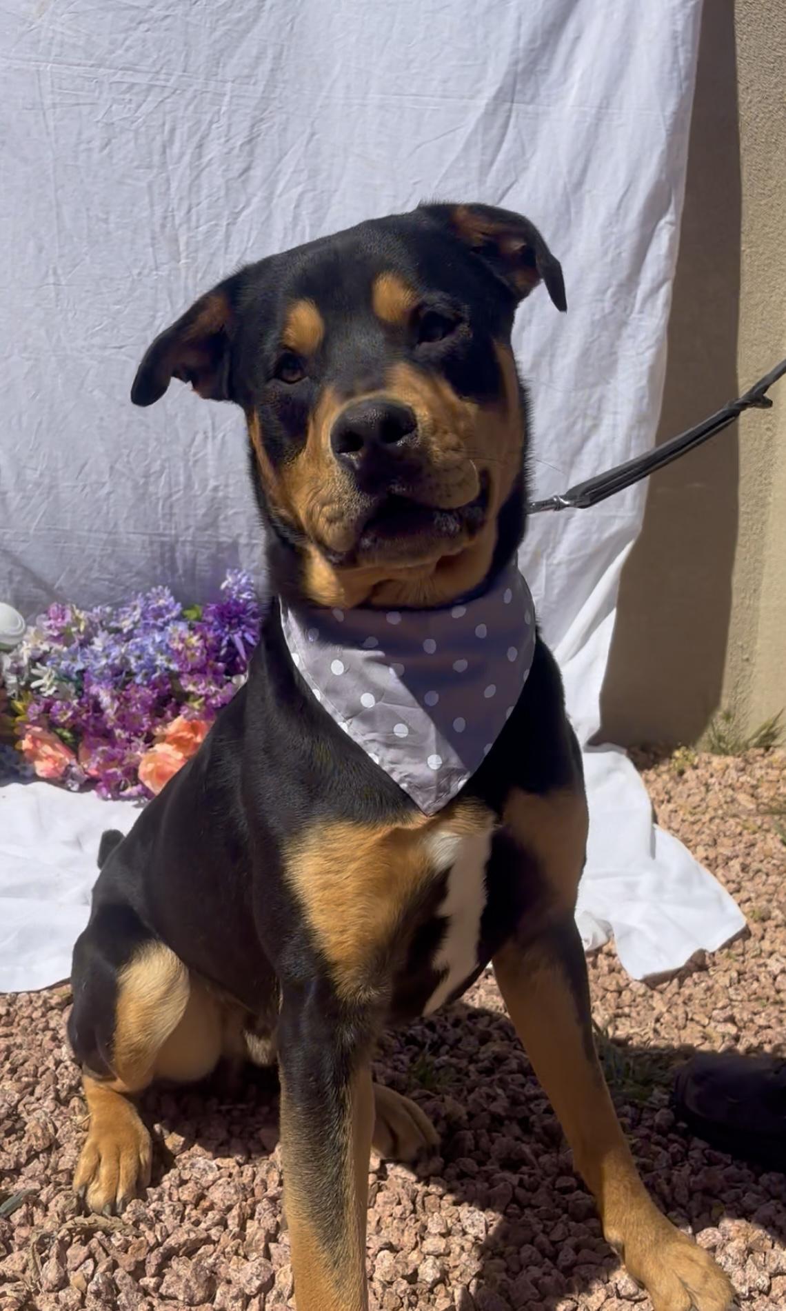 Enlarge Ronnie, an adopted mixed breed in Payson, AZ image 5/6