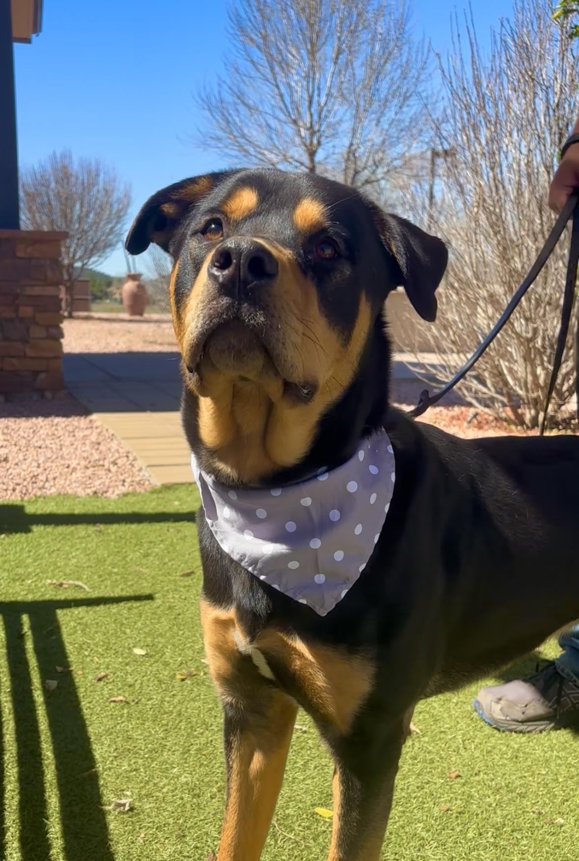 Enlarge Ronnie, an adopted mixed breed in Payson, AZ image 2/6