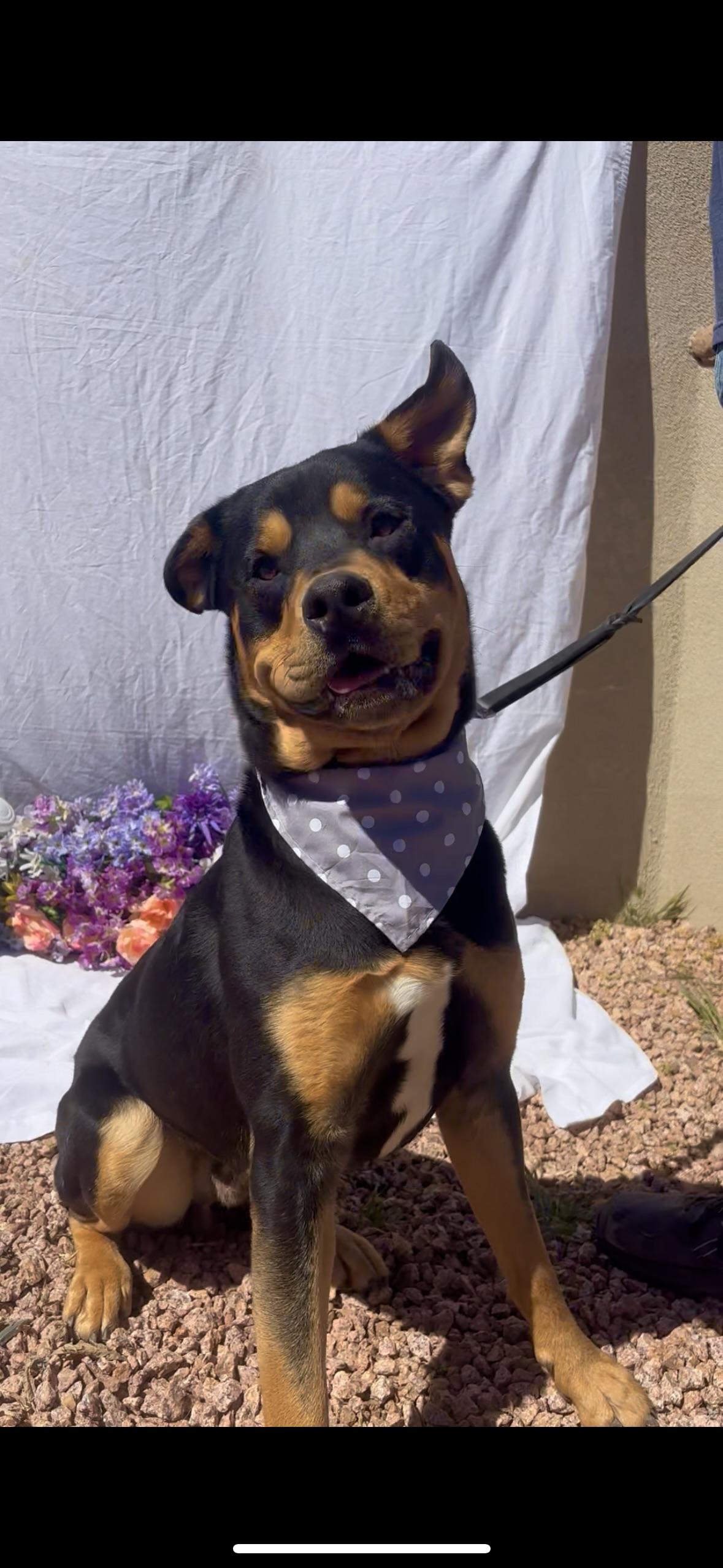 Enlarge Ronnie, an adopted mixed breed in Payson, AZ image 4/6