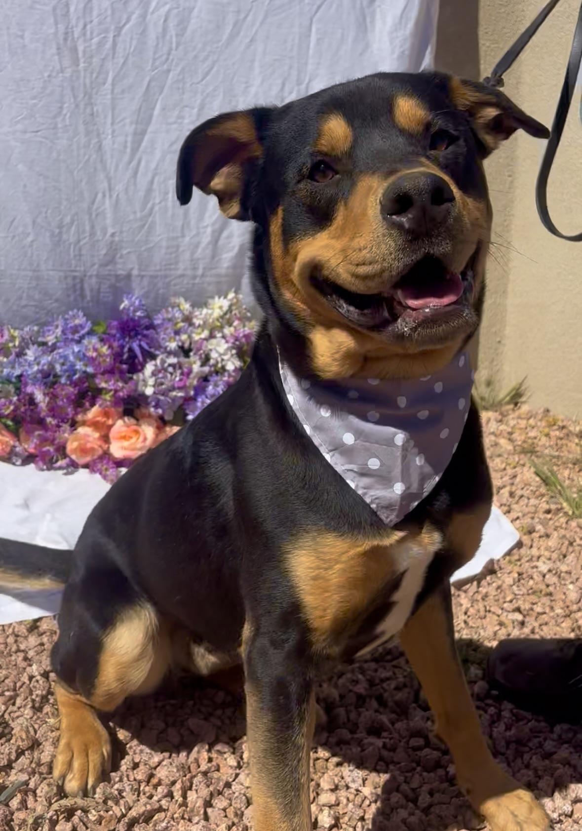 Ronnie, adopted, Adult Male Rottweiler.