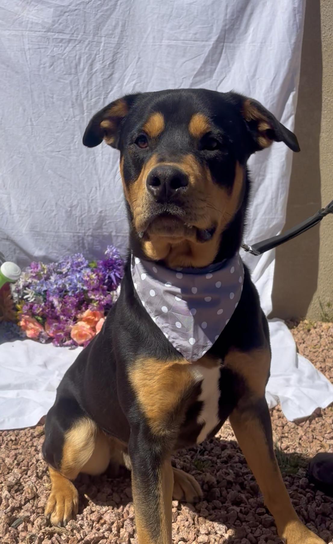 Enlarge Ronnie, an adopted mixed breed in Payson, AZ image 3/6