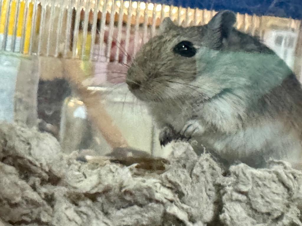 Enlarge Mella, a Adoptable Gerbil in Indianapolis, IN image 1/1