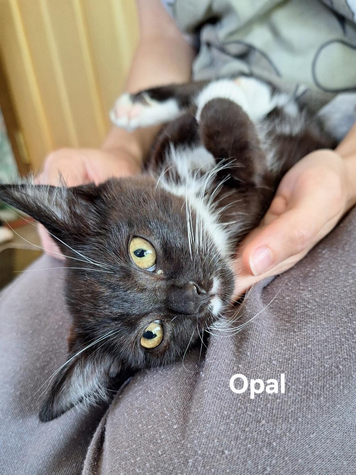 Opal, a ADOPTABLE Domestic Short Hair in Chicopee, MA image 2/6